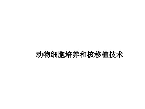 动物细胞培养和核移植技术  课件