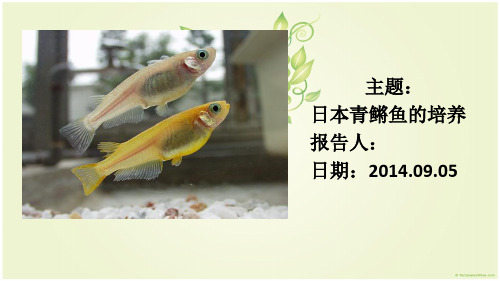 青鳉鱼培养-实验室