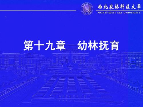 幼林抚育