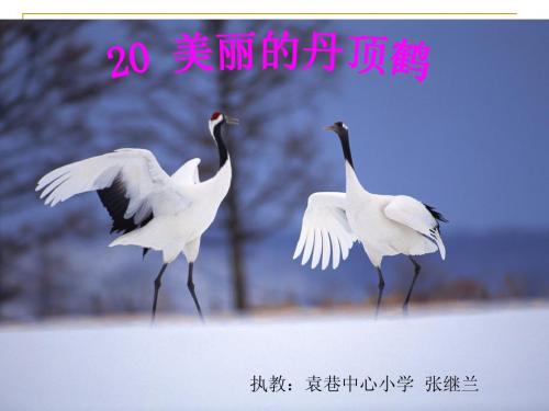 美丽的丹顶鹤张继兰_课件1