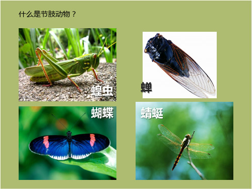 人教版八年级上册第一章第三节-节肢动物-课件