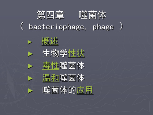 医学微生物学 噬菌体