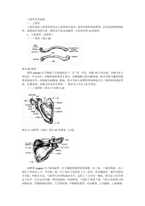 四肢骨及其连接