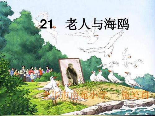 老人与海鸥第一课时课件.ppt