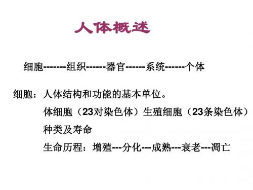 人体概述