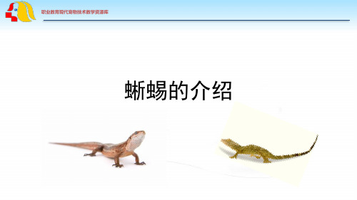 蜥蜴的介绍.