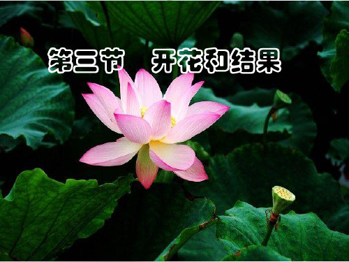 开花和结果PPT课件54(3份打包) 人教版