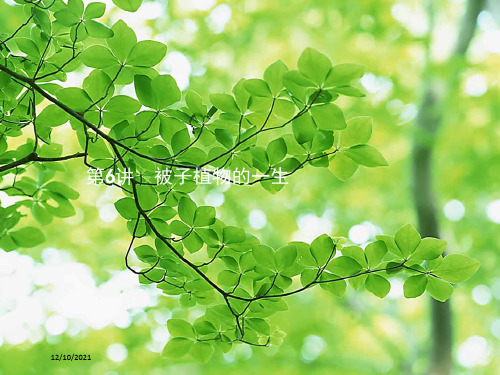 中考生物总复习 第6讲 被子植物的一生生物课件