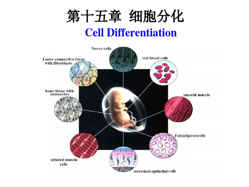 组蛋白的乙酰化
