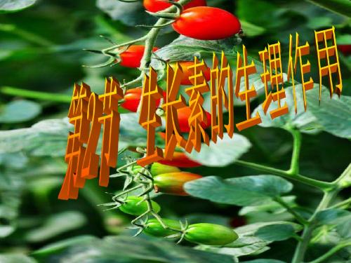 3.2生长素的生理作用(定稿)