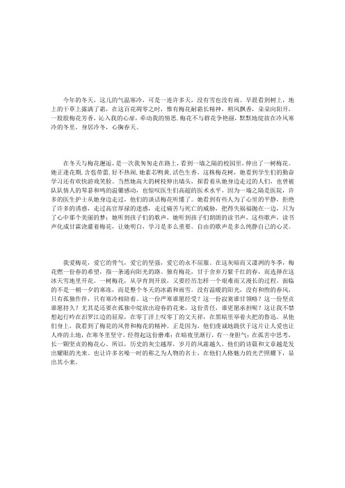 又是梅花飘香时