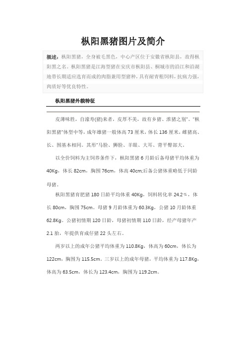 枞阳黑猪图片及简介