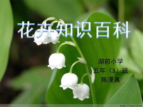 花卉知识百科
