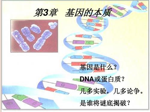 DNA是主要的遗传物质(上课课件).ppt  (恢复)  (恢复)