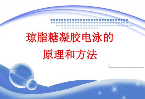 实验13-大学琼脂糖凝胶电泳的原理和方法
