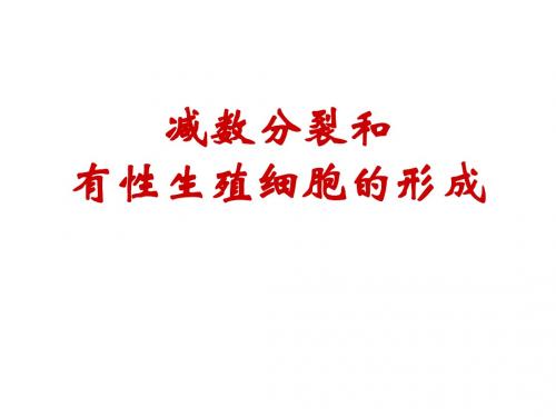 减数分裂和有性生殖细胞的形成 PPT课件5 人教版
