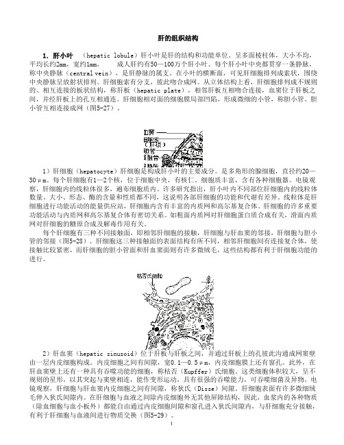 肝的组织结构