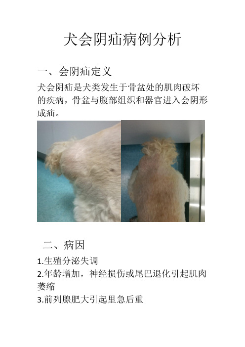 犬会阴疝治疗方案