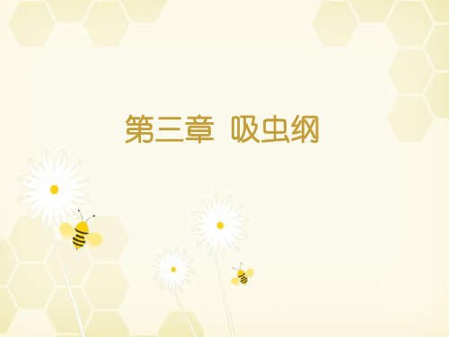 第三章  吸虫纲