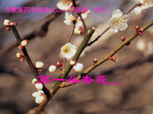 四年级语文下册 第一朵杏花3课件