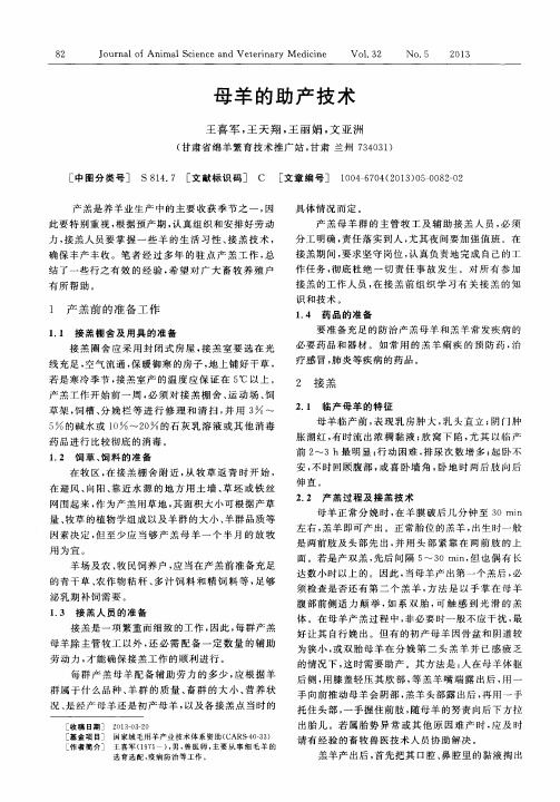 母羊的助产技术