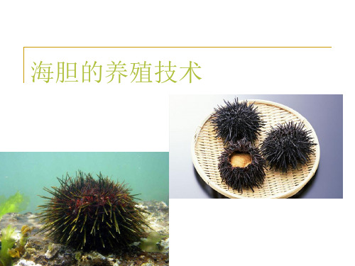 海胆