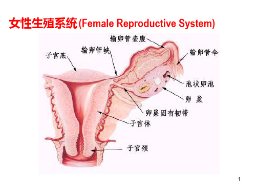 女性生殖