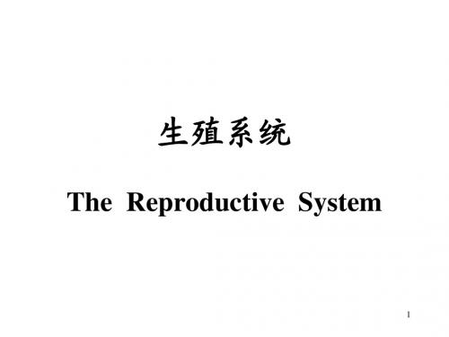 生殖系统