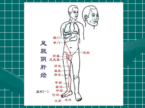 按摩经络穴位教案_PPT课件