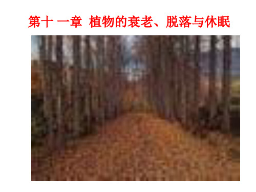 第十一章  植物的衰老脱落与休眠PPT课件