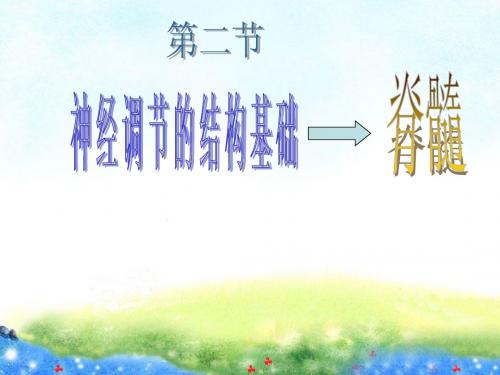神经调节的结构基础——脊髓