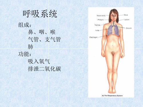 《呼吸系统》PPT课件