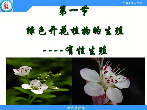 冀少儿版八年级下册生物《第一节 被子植物的生殖》(一等奖课件)