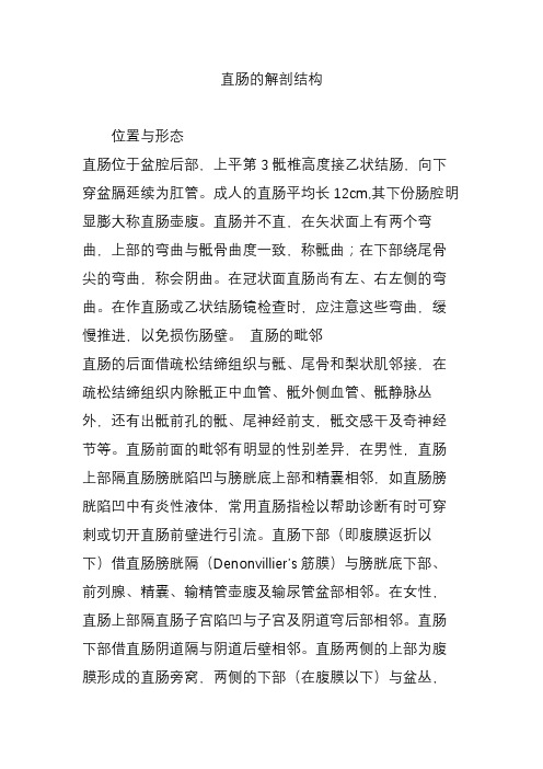直肠的解剖结构