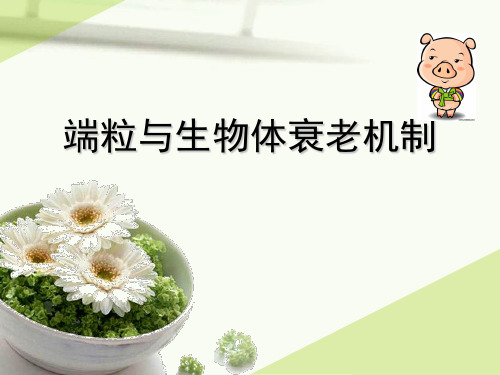 端粒与生物体衰老机制及自由基衰老