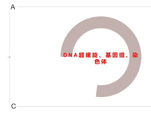 DNA超螺旋、基因组、染色体