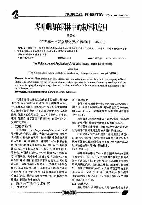 琴叶珊瑚在园林中的栽培和应用