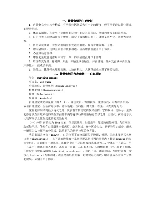 软骨鱼纲的主要特征