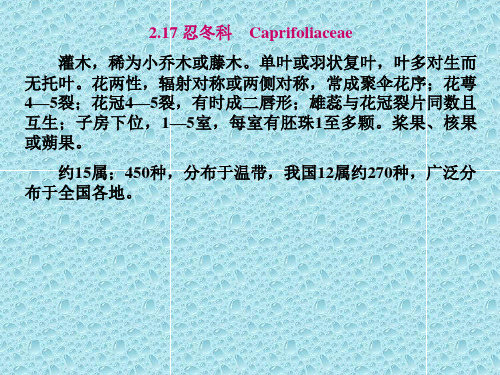 《园林树木》课件-忍冬科