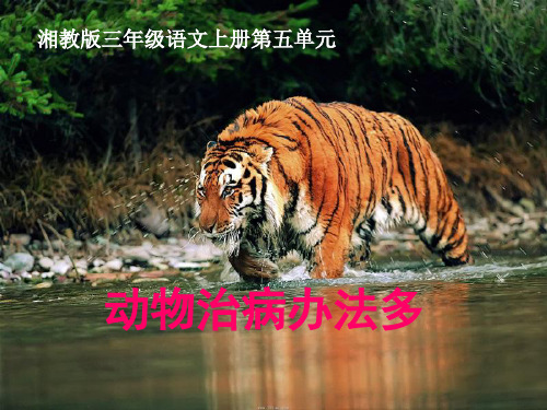 最新湘教版小学语文三年级上册课件：动物治病办法多课件(1) 优质课件