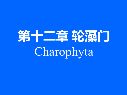 水生生物学-水生植物12轮藻门