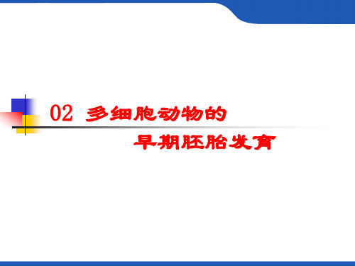 多细胞的早期胚胎发育