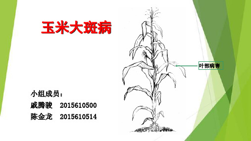 玉米大斑病