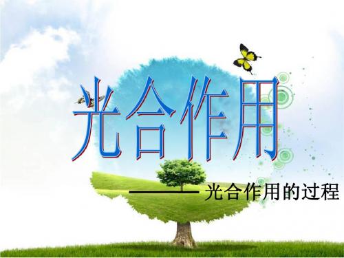 光合作用第二课时