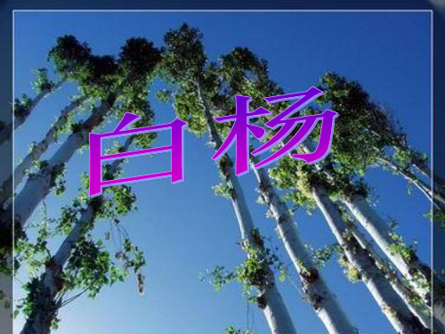人教版五年级语文下册《白杨》课件PPT