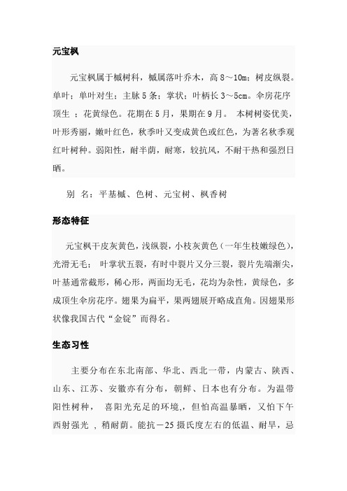 元宝枫