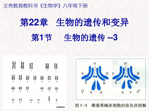 苏科版生物八下第22章第1节生物的遗传第3课时