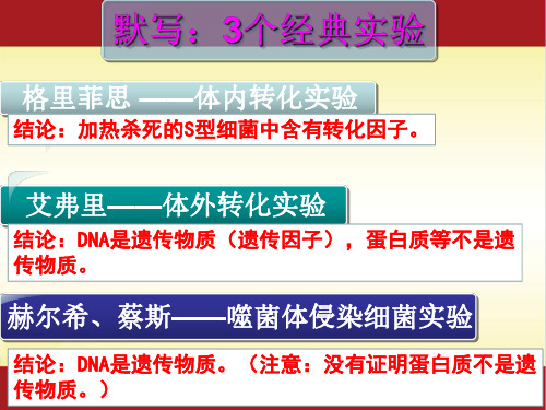 3.2 DNA分子的结构 人教版(2019)高中生物必修二课件(共23张PPT)