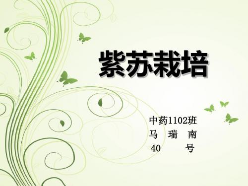 紫苏栽培