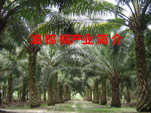 油棕榈简介